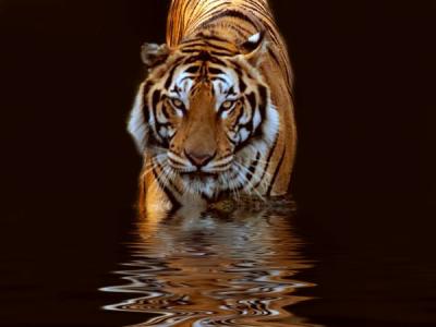 mon animal f&eacute;tishh