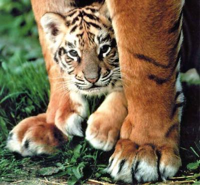 tyger again